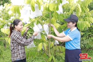 Phụ nữ Chiềng Sung phát triển kinh tế