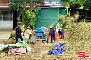 Nông dân xã Thuận Châu thu hoạch lúa mùa