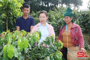 'Mường Chanh xây dựng vùng cà phê chất lượng cao