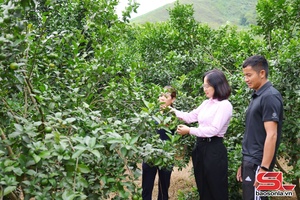 'Hiệu quả từ nguồn vốn vay giải quyết việc làm tại Mường Cơi