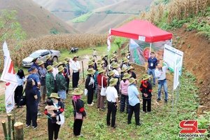 'Canh tác ngô bền vững trên đất dốc