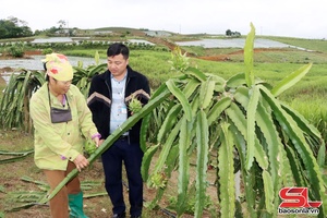 'Nông dân Chiềng Sung thi đua làm giàu