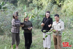 Giữ thương hiệu khoai sọ Cụ Cang