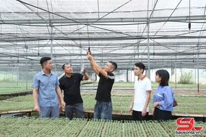 'Phát triển đa dạng cây trồng vụ đông