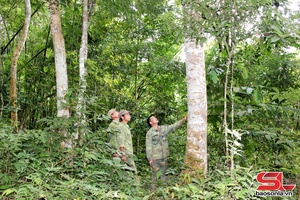 'Hương ước giữ rừng ở Mường Lèo