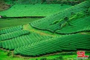 'Những triền đồi xanh mướt