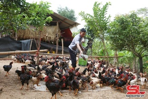 'Nuôi gà Lạc Thủy theo tiêu chuẩn VietGAHP