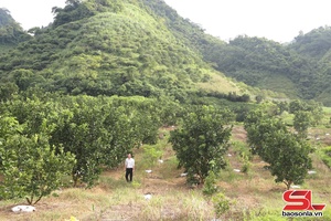 'Chuyển đổi cơ cấu cây trồng ở xã biên giới Mường Lạn