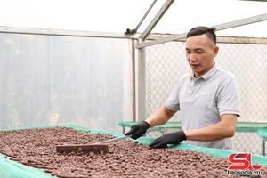 'Natural - giữ hương vị cà phê Arabica Sơn La