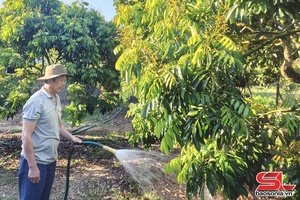 'Vùng chuyên canh nhãn chín sớm ở Chiềng Khoong