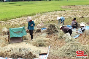 'Dẻo thơm nếp tan Mường Lạn