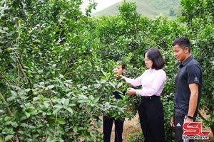 'Đảng bộ xã Mường Cơi lãnh đạo thực hiện khâu đột phá