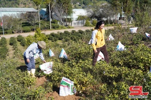 'Ứng phó với sương muối, bảo vệ cây trồng