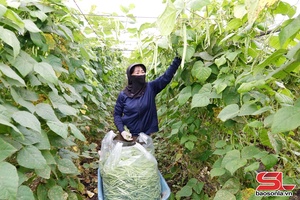 'Sản xuất rau xanh phục vụ thị trường dịp cuối năm