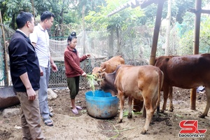 'Chiềng Lao phòng, chống rét cho đàn vật nuôi