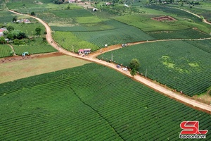'Liên kết sản xuất, phát triển nông nghiệp bền vững