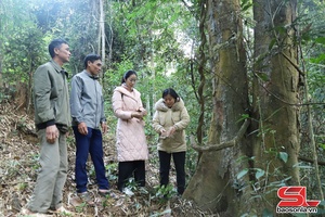 Rừng xanh bản làng thêm sinh kế