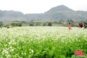 'Hoa cải vàng thương nhớ