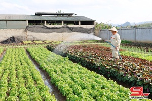 'Chiềng Mung dồi dào nguồn rau xanh phục vụ tết