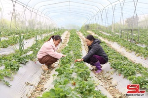 Phát huy vai trò chi hội, tổ hội nông dân nghề nghiệp