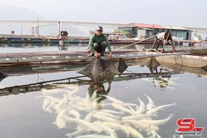 'Làm giàu từ nuôi cá lăng trên lòng hồ thủy điện