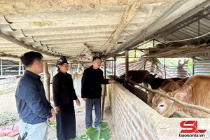 'Tăng cường phòng chống rét cho đàn vật nuôi