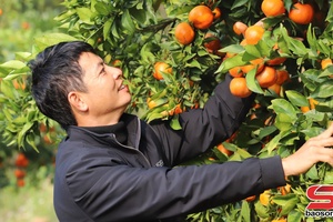 “Tư duy hàng hóa” bén rễ trên những nương đồi