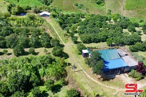 'Chăm sóc cây ăn quả sau thu hoạch