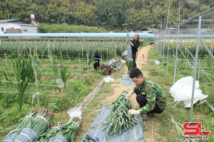 'Vườn hoa nhộn nhịp vào vụ Tết