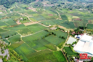 'Phát triển vùng cây công nghiệp bền vững