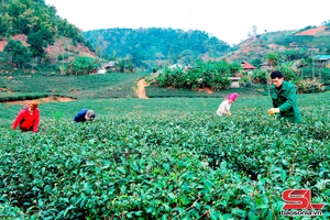 'Từ nương chè trên rẻo cao đến thị trường thế giới