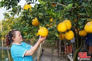 'Phát triển hợp tác xã nông nghiệp ở khu vực Thuận Châu