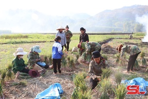'Nông dân Yên Châu vào vụ thu hoạch tỏi