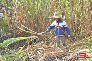 'Vị ngọt trên những cánh đồng mía Chiềng Sại