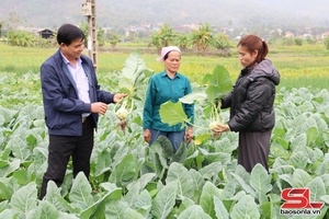'Phát triển vùng sản xuất nông nghiệp tập trung