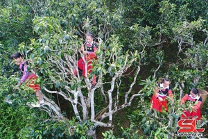 'Chè Shan tuyết cổ thụ giữa biển mây Tà Xùa