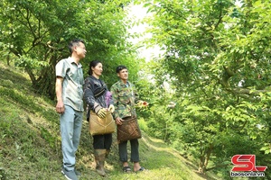 'Phiêng Khoài nâng giá trị mận nhờ rải vụ