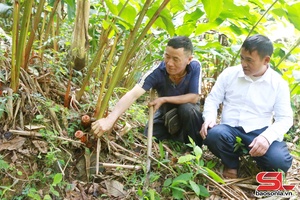 'Xím Vàng nỗ lực giảm nghèo