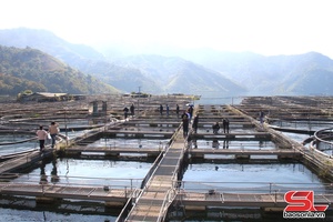 'Phát triển nuôi thủy sản trên lòng hồ thủy điện