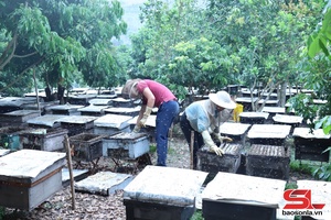 'Sông Mã liên kết sản xuất theo chuỗi giá trị