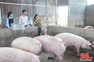 'Tăng cường kiểm tra, giám sát, phát huy hiệu quả nguồn vốn vay ưu đãi