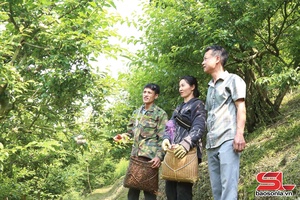 'Phiêng Khoài đồng hành cùng doanh nghiệp, hợp tác xã