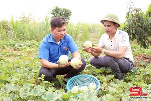 'Vào mùa dưa lê Yên Châu