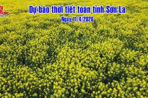 'Dự báo thời tiết toàn tỉnh Sơn La ngày 11/4/2026