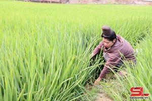'Chiềng La chăm sóc lúa vụ chiêm xuân