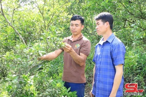 Vươn lên làm giàu trên đất dốc