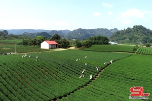 'Vai trò của HTX trong phát triển kinh tế địa phương