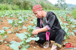 'Phát triển hợp tác xã vùng đồng bào dân tộc thiểu số