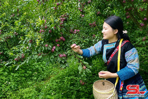 Vân Hồ mùa mận chín