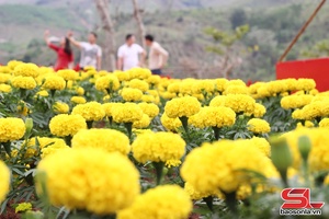 'Mùa hạ về đất Sơn La